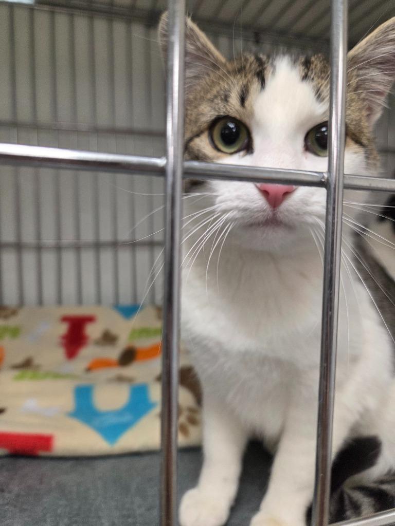 Enlarge Nico, a Adoptable mixed breed in Rock Springs, WY image 2/2