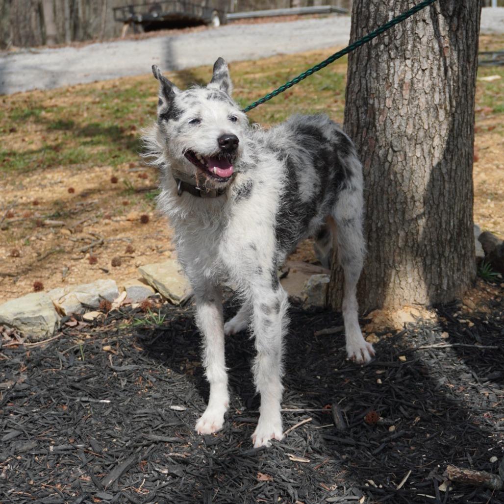 Enlarge Bella, a Adoptable mixed breed in Evensville, TN image 1/6
