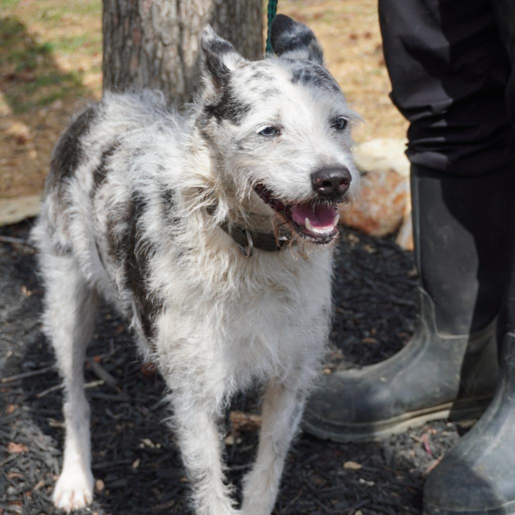 Enlarge Bella, a Adoptable mixed breed in Evensville, TN image 2/6