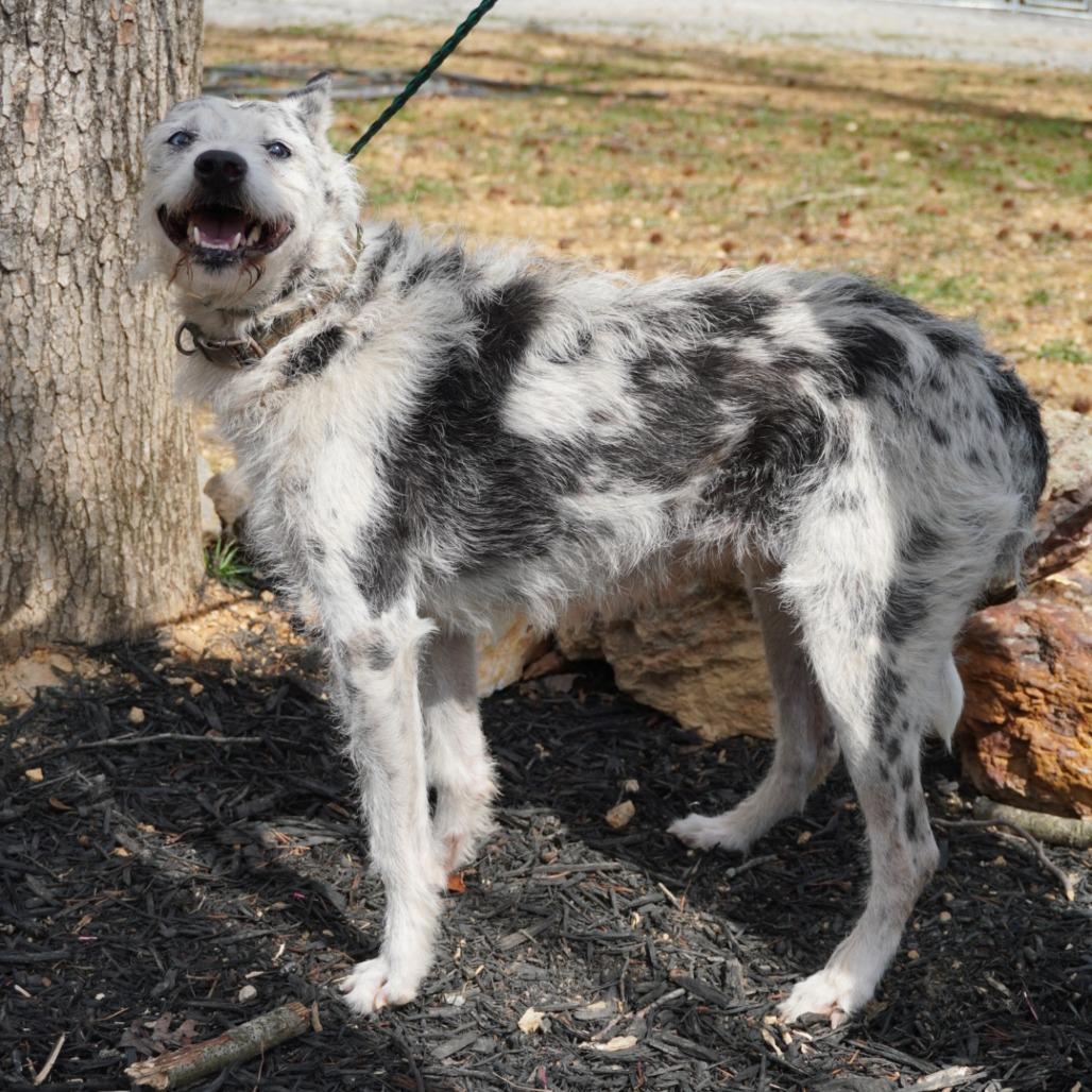Enlarge Bella, a Adoptable mixed breed in Evensville, TN image 3/6