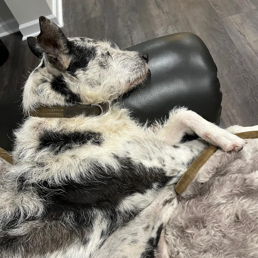 Enlarge Bella, a Adoptable mixed breed in Evensville, TN image 4/6