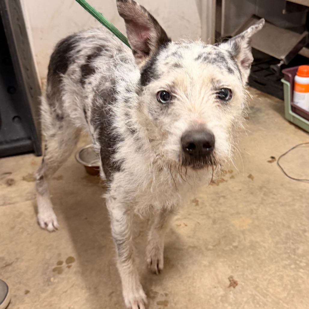 Enlarge Bella, a Adoptable mixed breed in Evensville, TN image 5/6