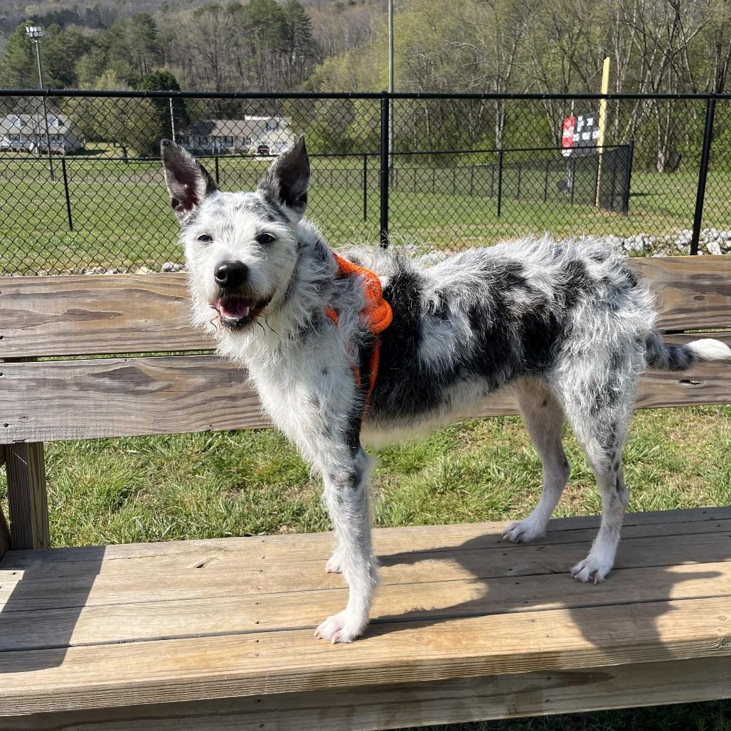 Enlarge Bella, a Adoptable mixed breed in Evensville, TN image 6/6