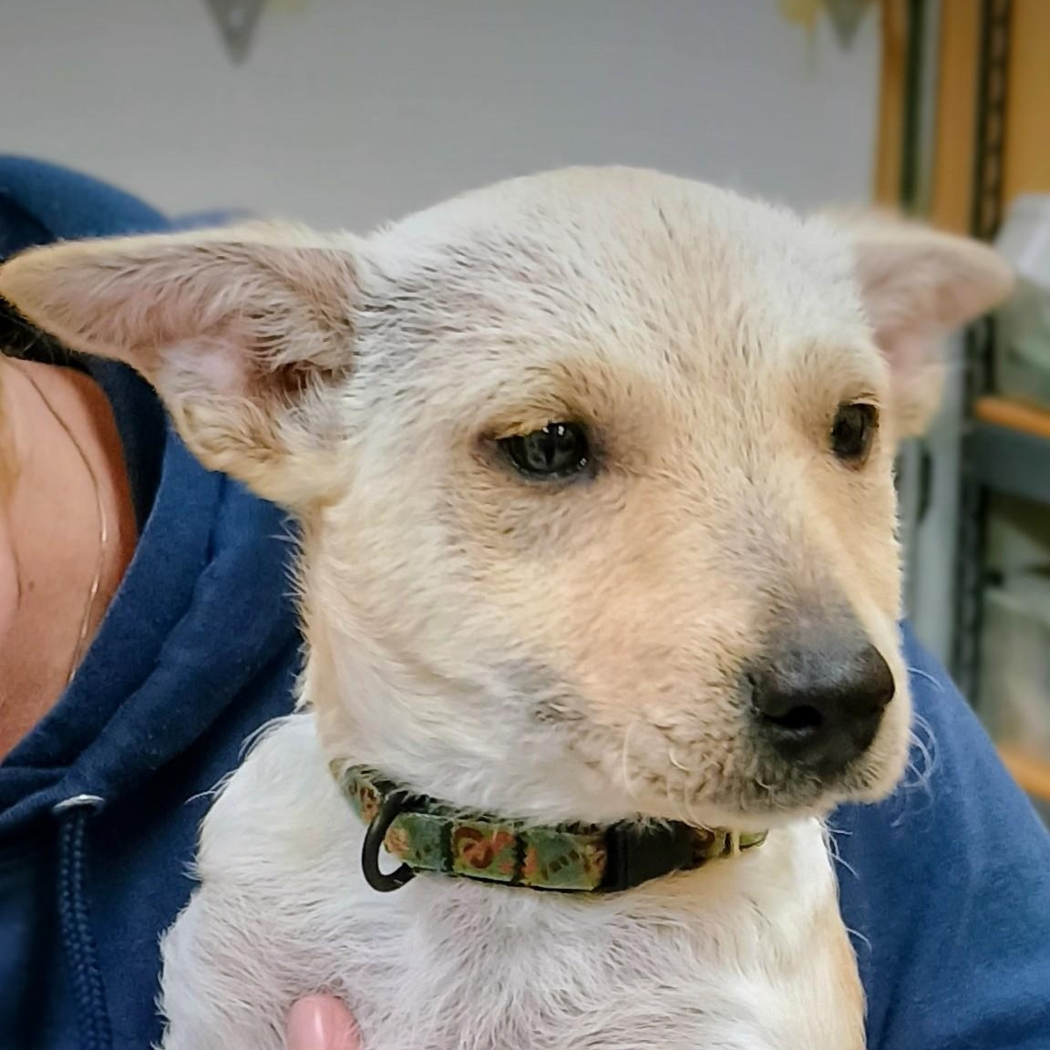 Celeste, Adoptable, Puppy Female Mixed Breed.