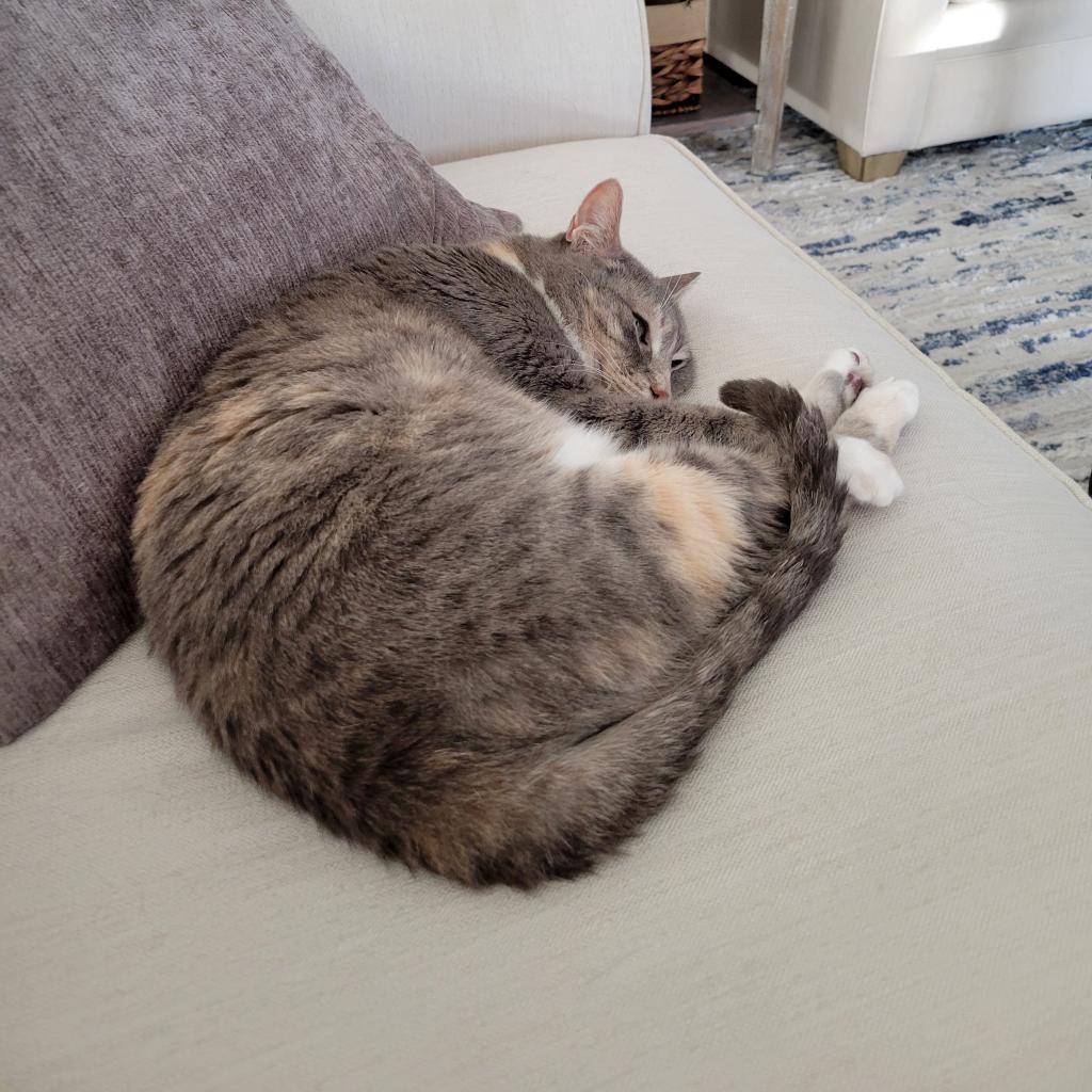 Jamie, a Adoptable Domestic Short Hair in Naples, FL image 1/5