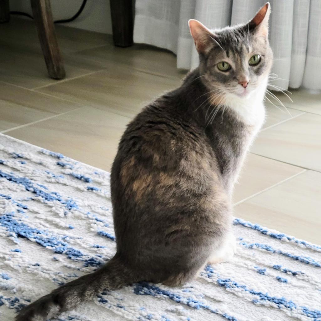 Jamie, a Adoptable Domestic Short Hair in Naples, FL image 2/5
