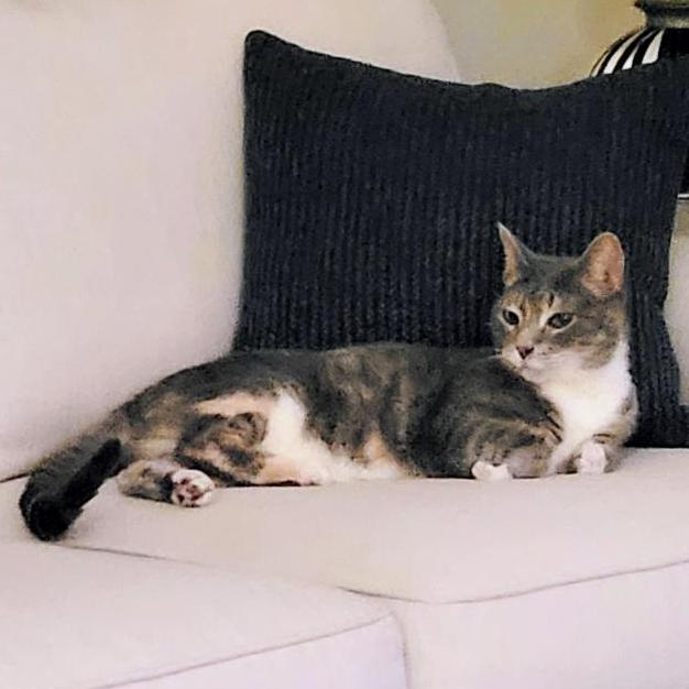 Jamie, a Adoptable Domestic Short Hair in Naples, FL image 4/5