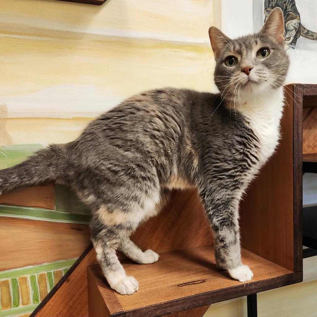 Jamie, a Adoptable Domestic Short Hair in Naples, FL image 5/5