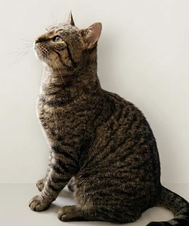 Enlarge Wilder, a ADOPTABLE Domestic Short Hair in Portland, ME image 2/3