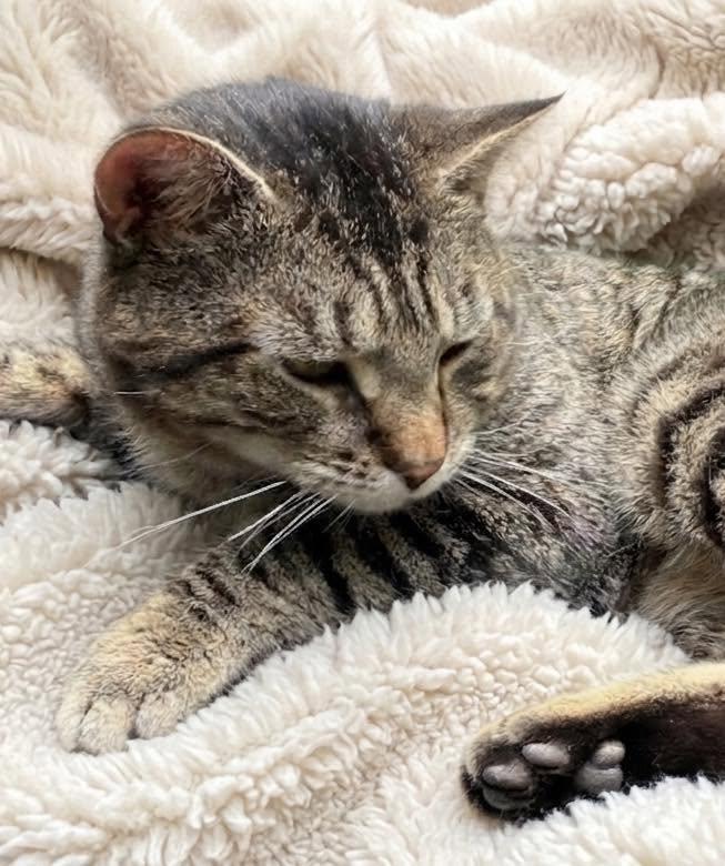 Enlarge Wilder, a ADOPTABLE Domestic Short Hair in Portland, ME image 3/3