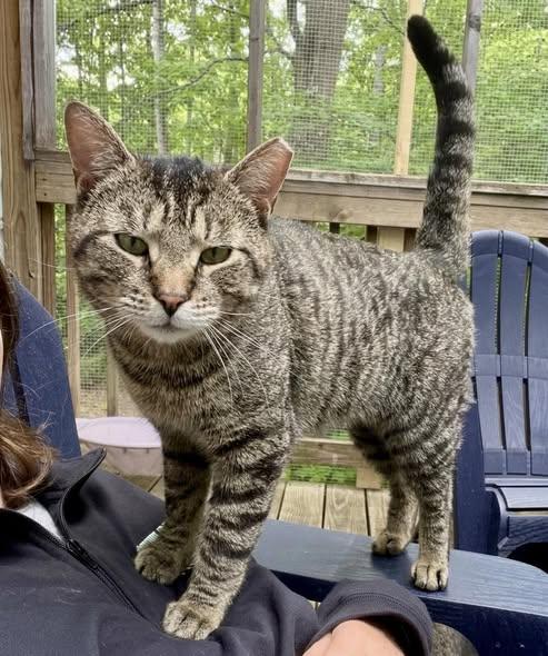 Wilder, ADOPTABLE, Young Male Domestic Short Hair.
