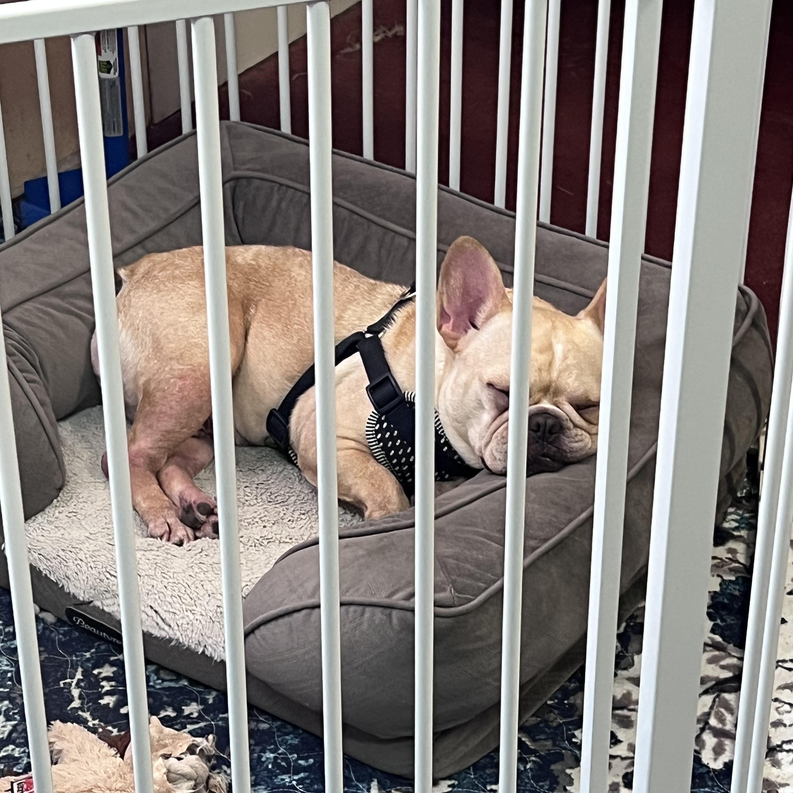 Ella, a ADOPTABLE French Bulldog in Burlington, VT image 5/5
