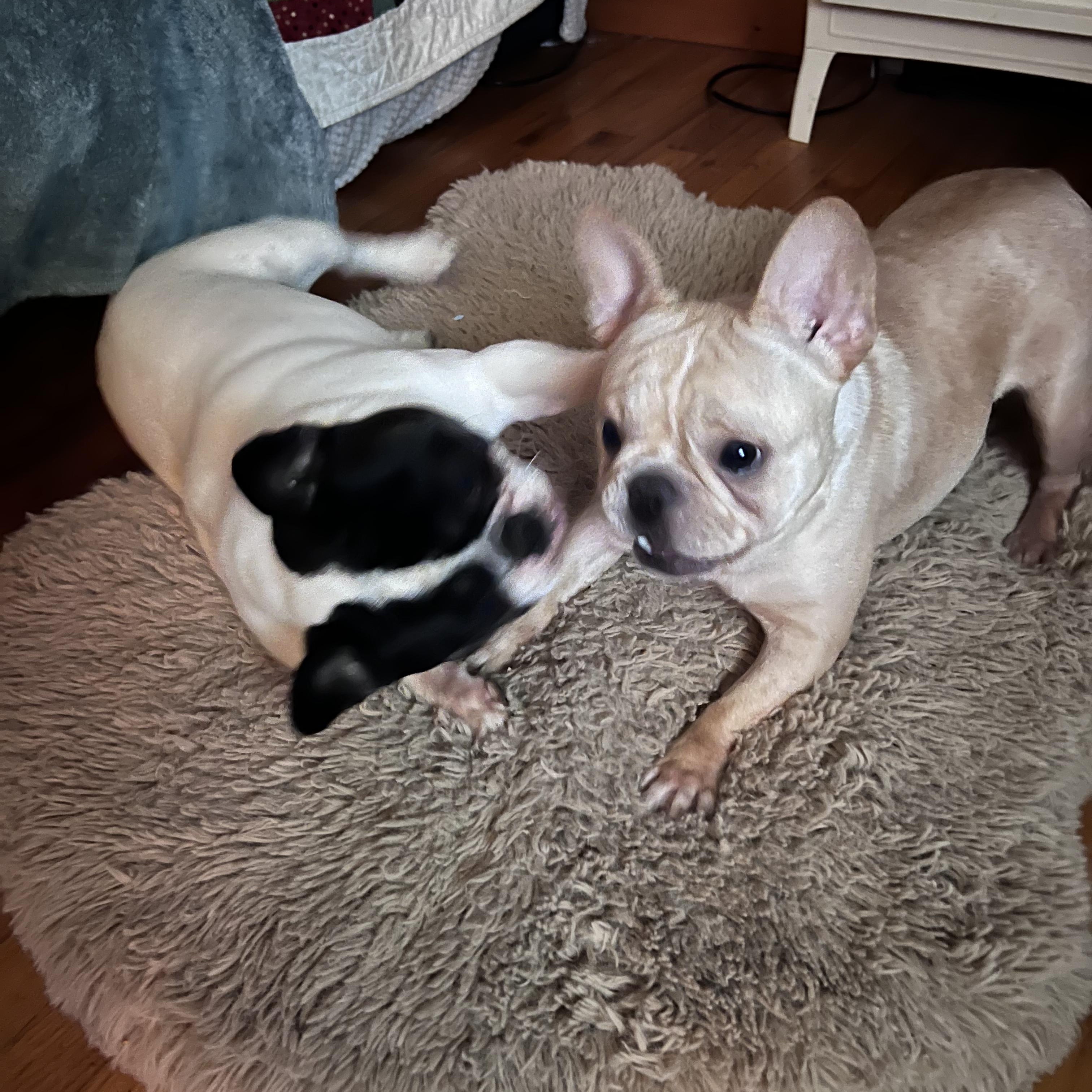 Ella, a ADOPTABLE French Bulldog in Burlington, VT image 4/5