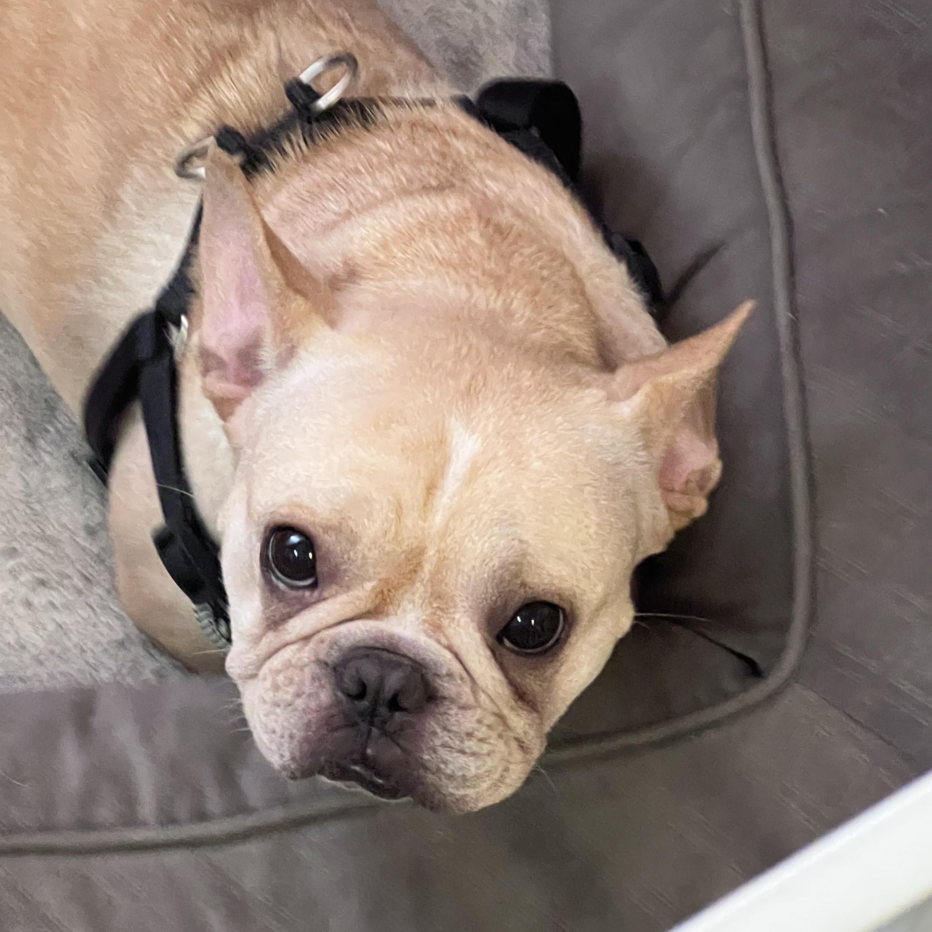 Ella, a ADOPTABLE French Bulldog in Burlington, VT image 2/5