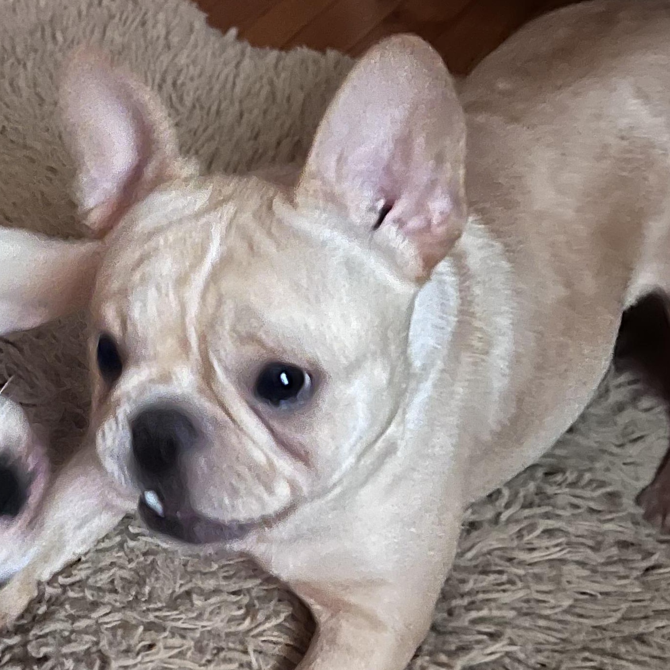 Ella, a ADOPTABLE French Bulldog in Burlington, VT image 1/5