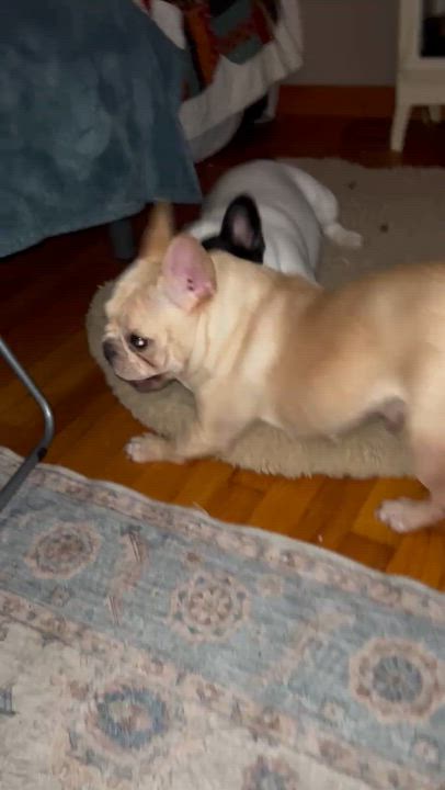 Enlarge Ella, a ADOPTABLE French Bulldog in Burlington, VT video 3/5