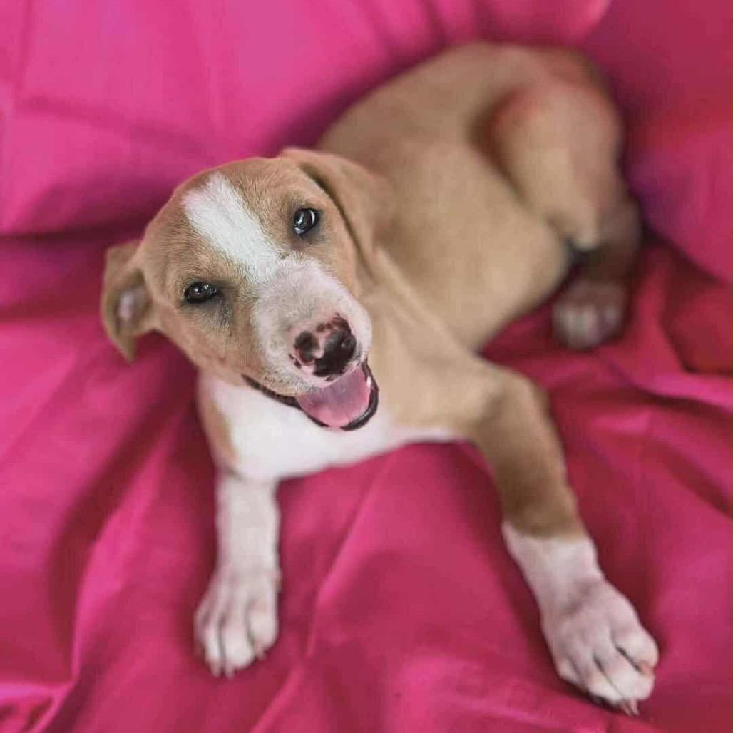 Hazelnut, Adoptable, Puppy Female Hound.