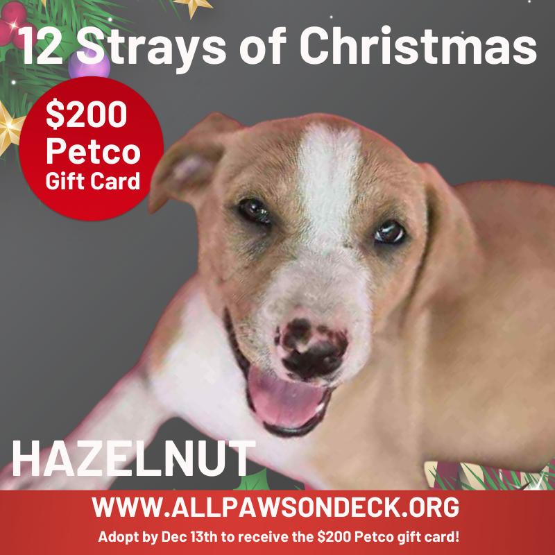 Hazelnut, a Adoptable mixed breed in Griswold, CT image 2/4