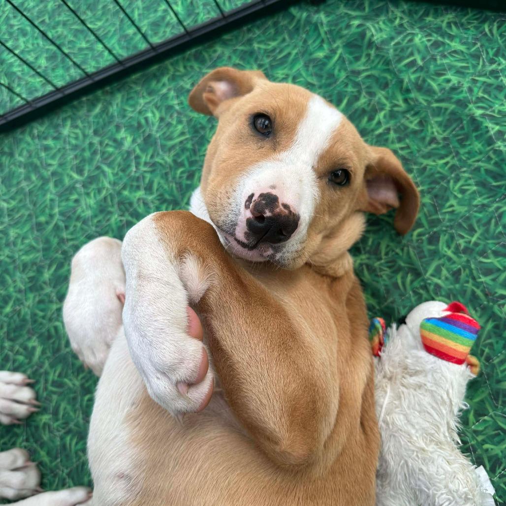 Hazelnut, a Adoptable mixed breed in Griswold, CT image 3/4