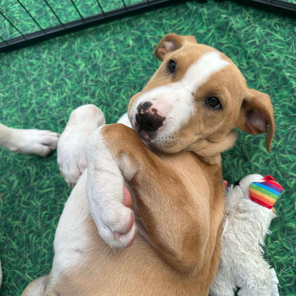 Hazelnut, a Adoptable mixed breed in Griswold, CT image 4/4