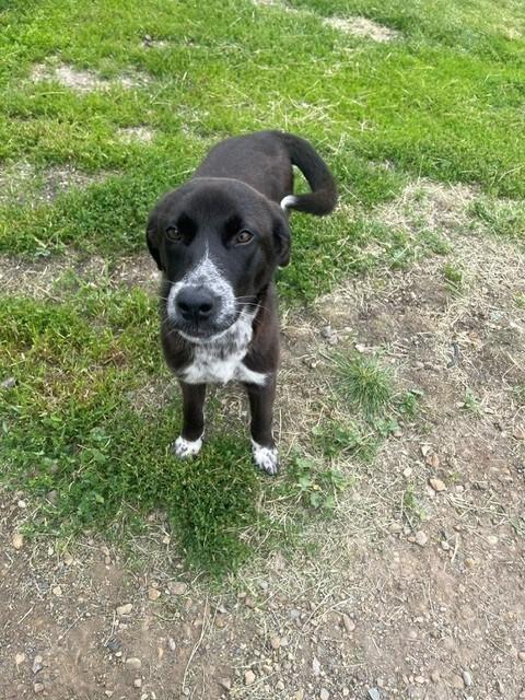 Phoebe, ADOPTABLE, Young Female Black Labrador Retriever.