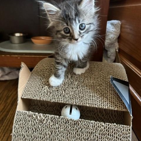 Enlarge Ashe, a Adoptable Domestic Short Hair in Racine, WI image 3/3