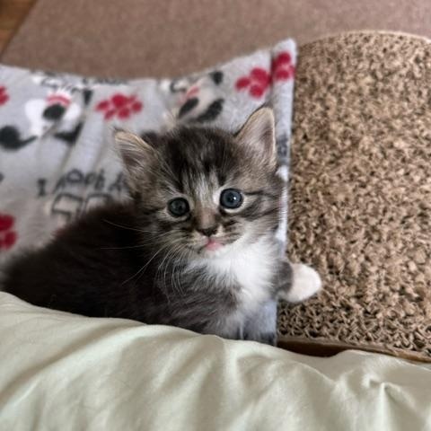 Enlarge Ashe, a Adoptable Domestic Short Hair in Racine, WI image 2/3