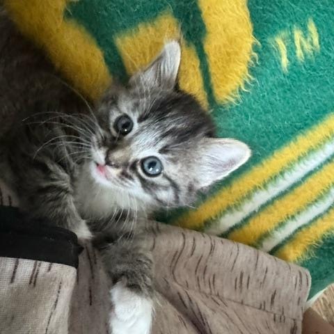 Enlarge Ashe, a Adoptable Domestic Short Hair in Racine, WI image 1/3