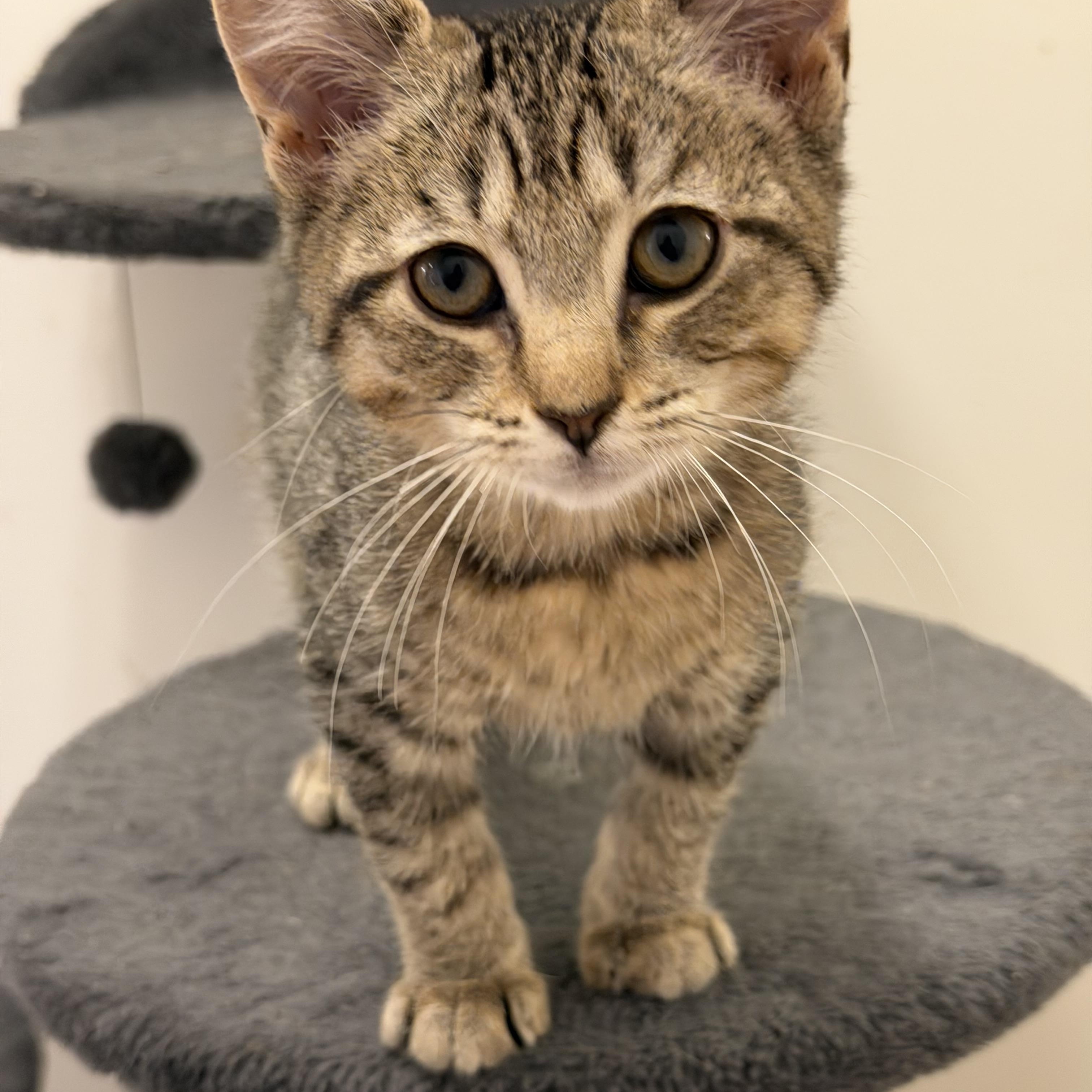 Enlarge Mouse, a Adoptable Domestic Short Hair in Westfield, NJ image 1/3