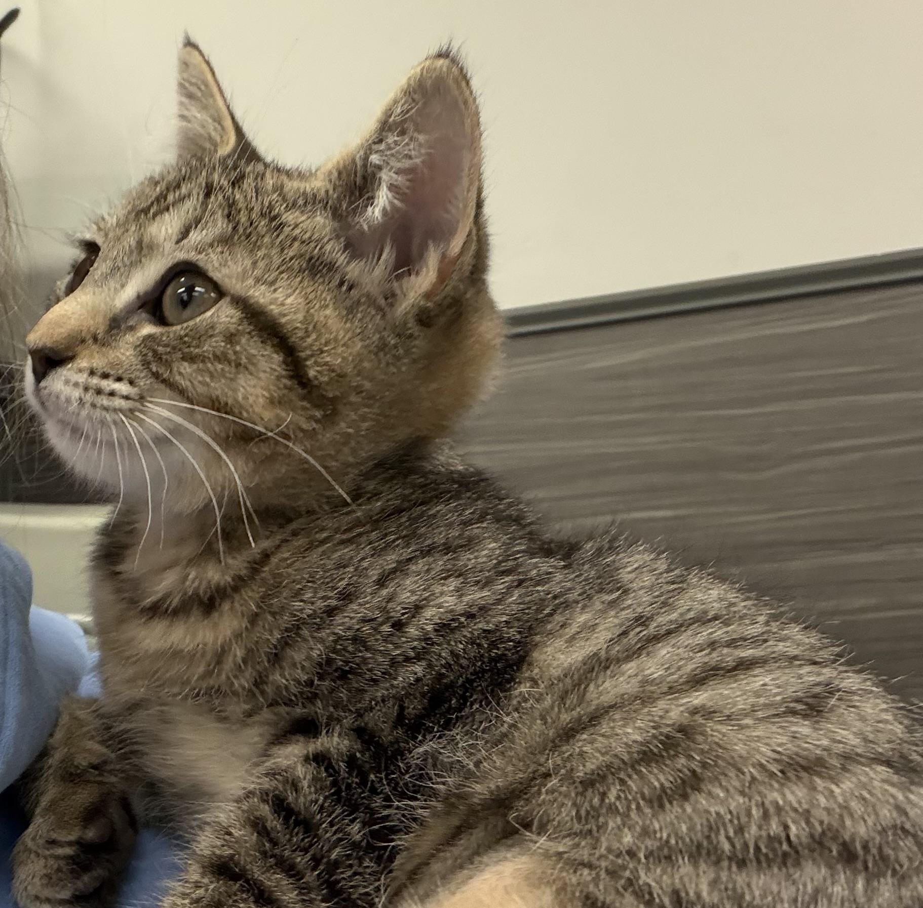 Enlarge Mouse, a Adoptable Domestic Short Hair in Westfield, NJ image 3/3