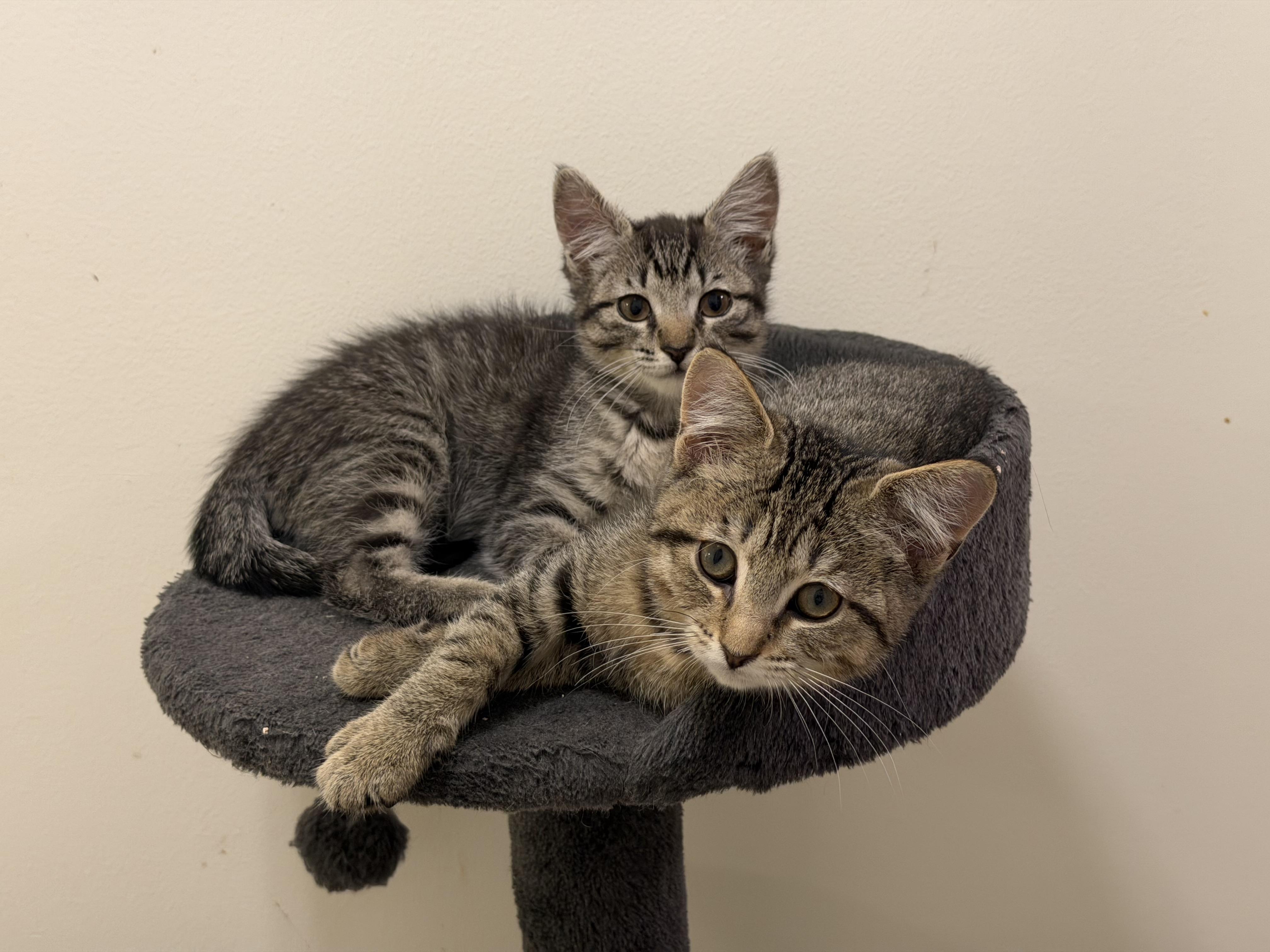 Enlarge Mouse, a Adoptable Domestic Short Hair in Westfield, NJ image 2/3