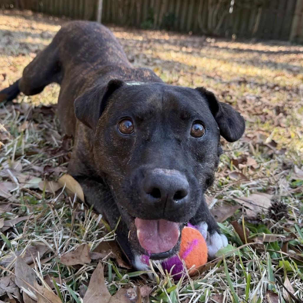 Commodore — thumbnail 2