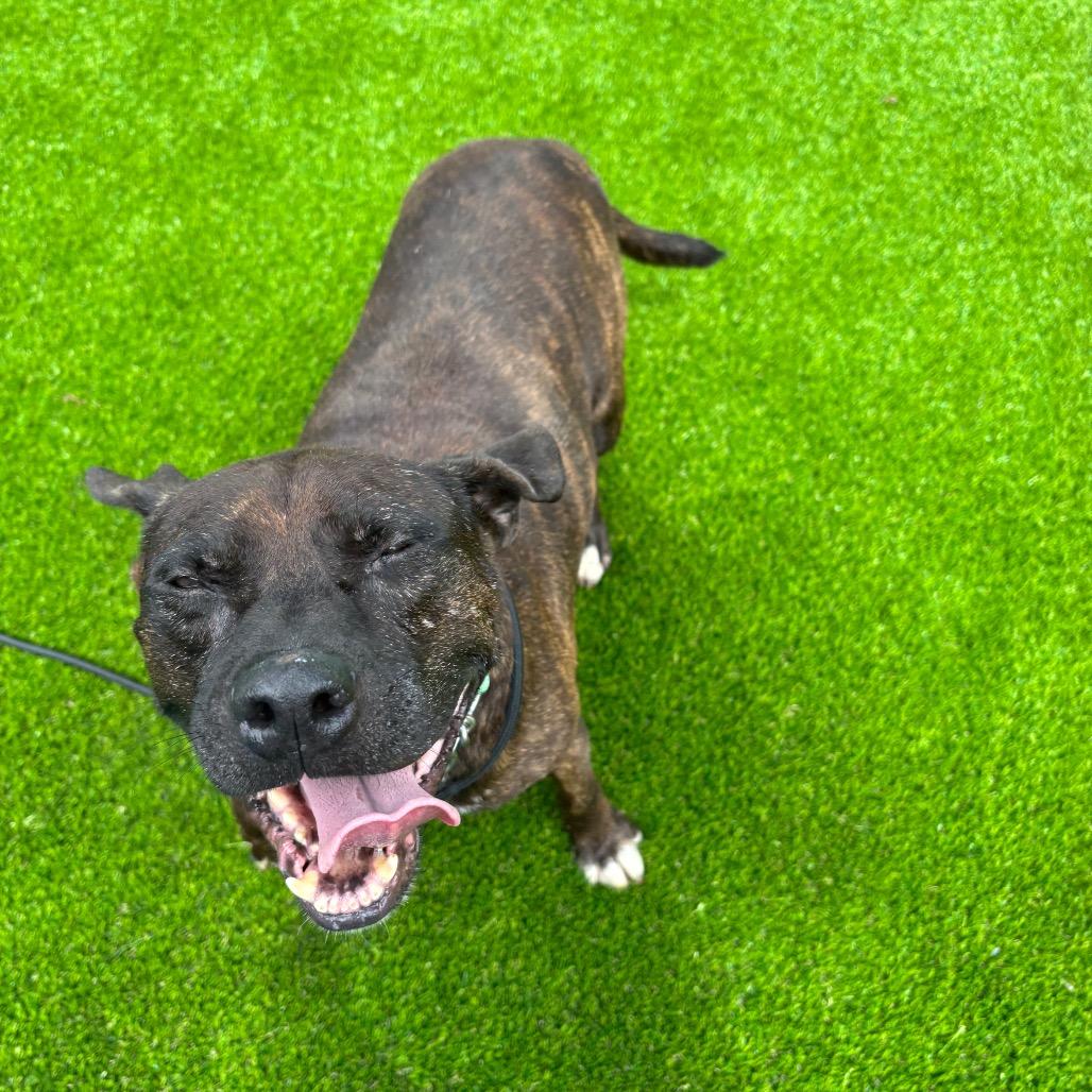 Commodore — thumbnail 3