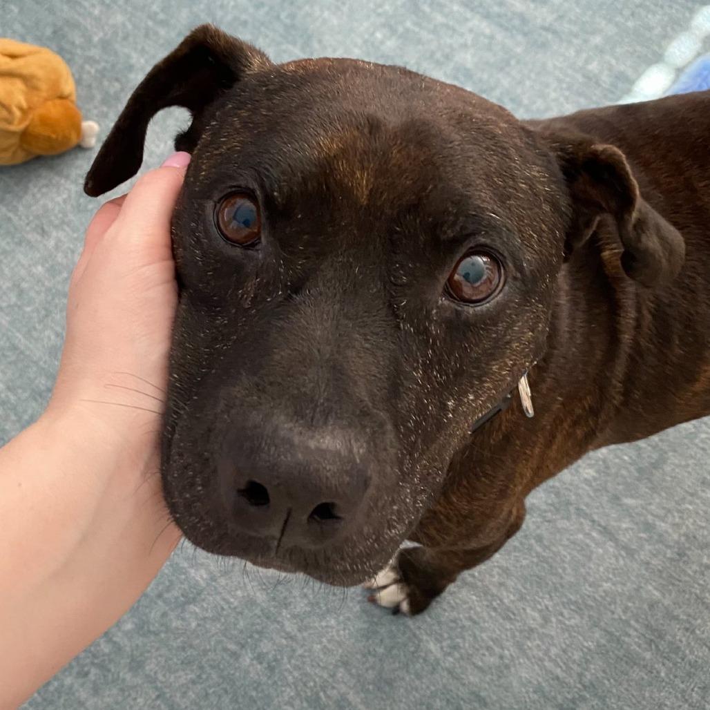 Commodore — thumbnail 6