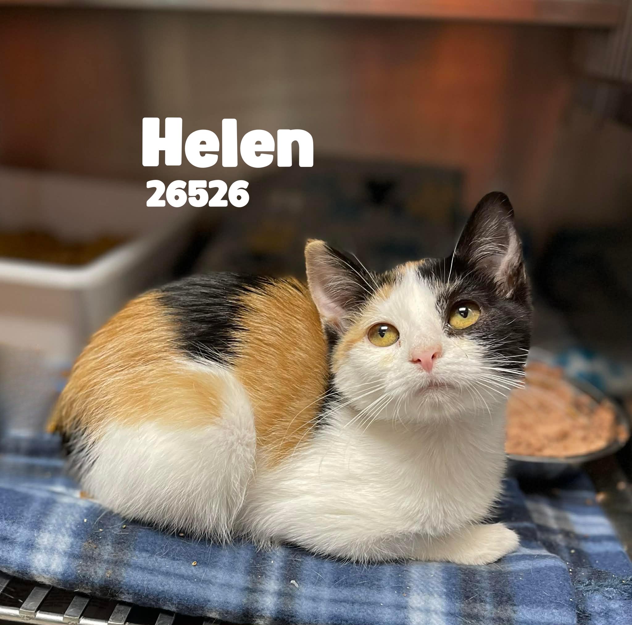 Enlarge Helen, an adopted Calico in Oak Ridge, TN image 1/1