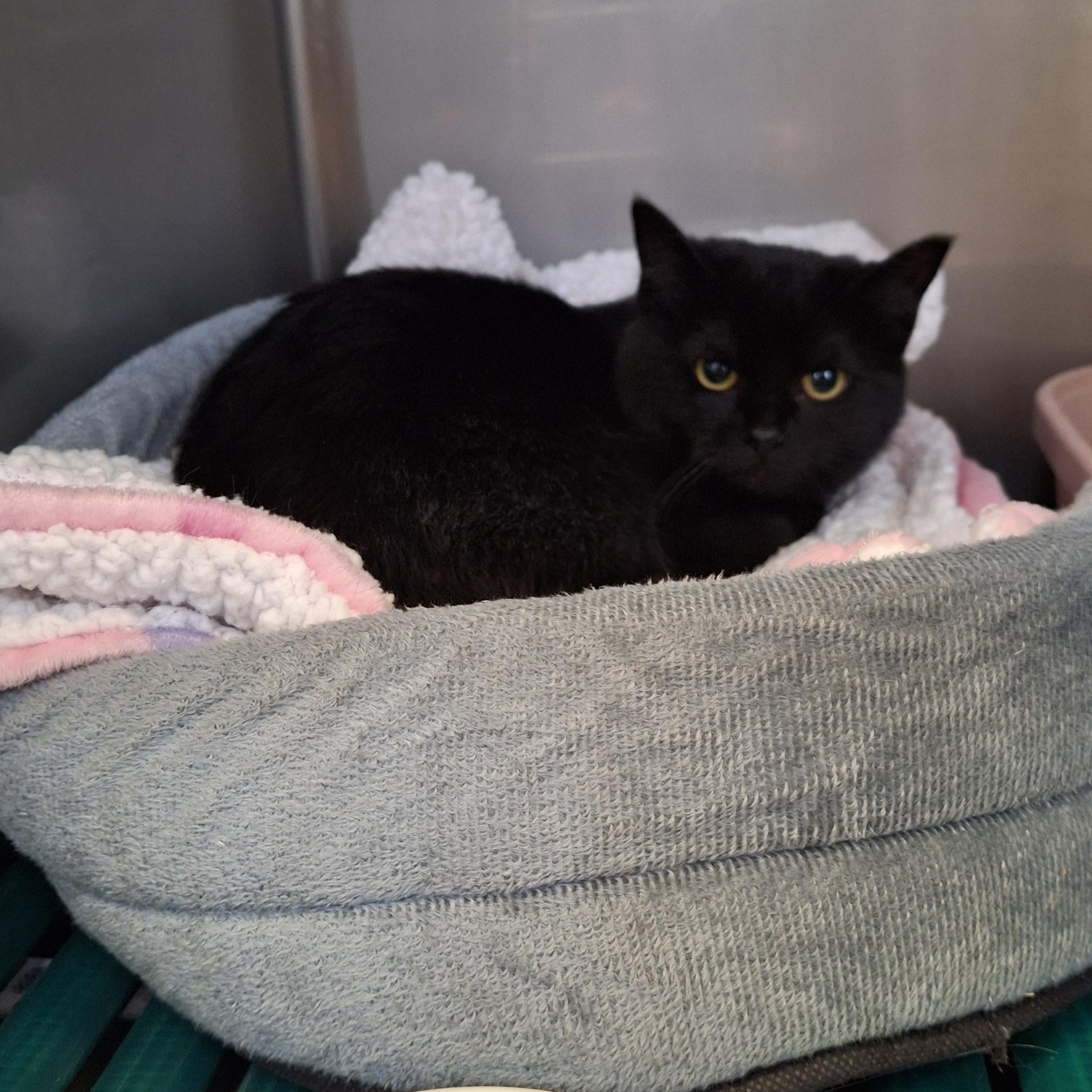 Cappucino, adopted, Young Female Domestic Short Hair.