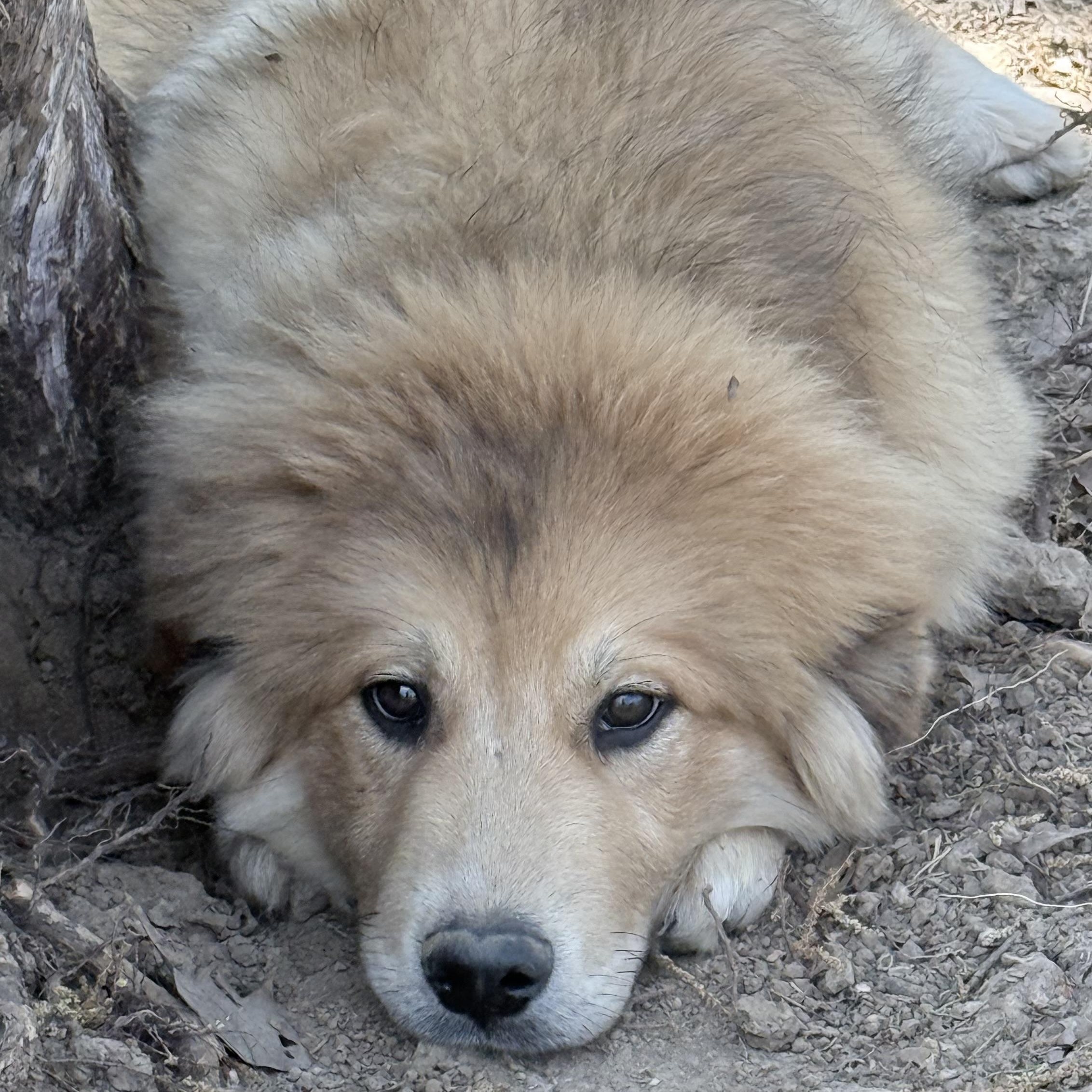 Enlarge Sunflower, an adopted mixed breed in Bedminster, NJ image 5/6