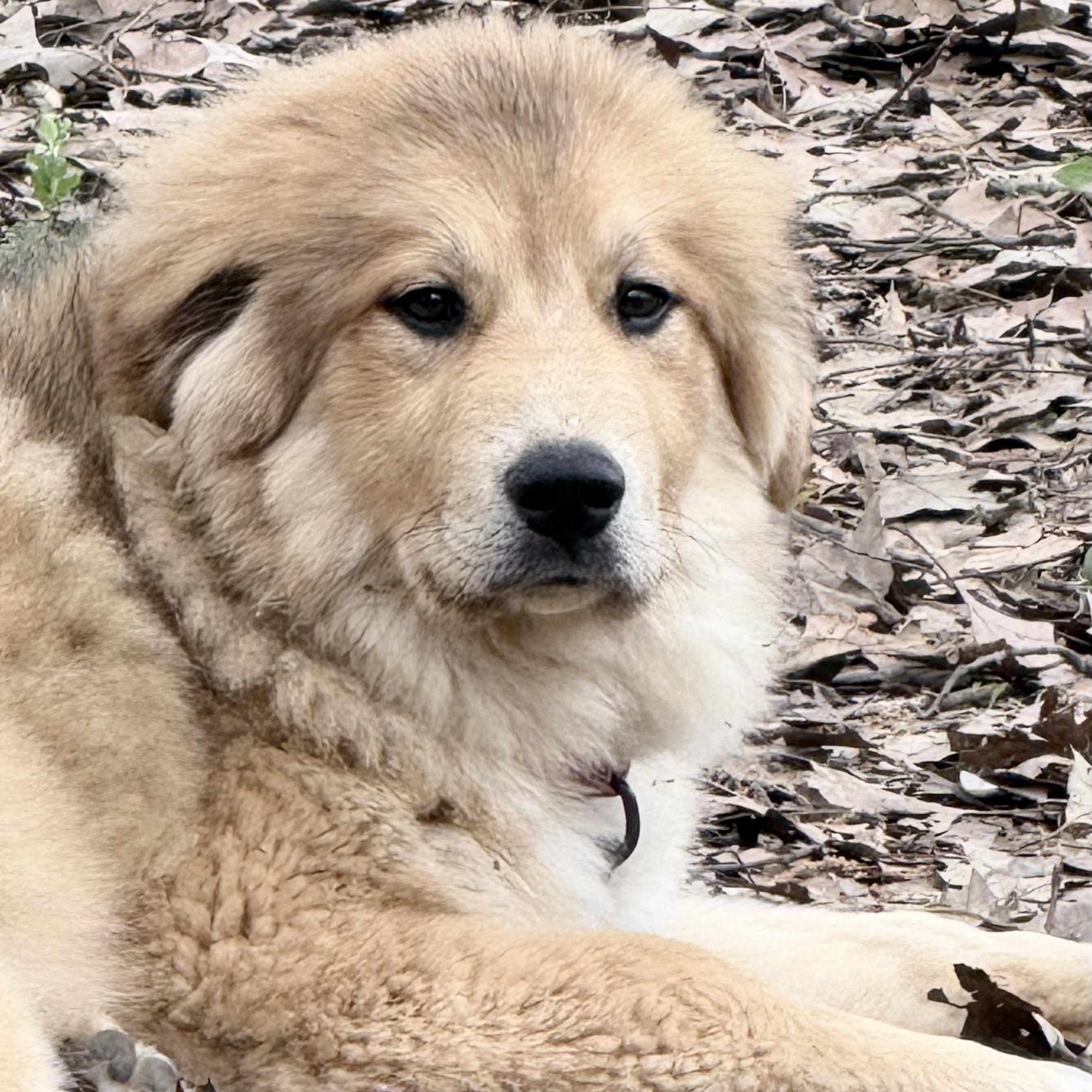 Sunflower, adopted, Puppy Female Great Pyrenees.