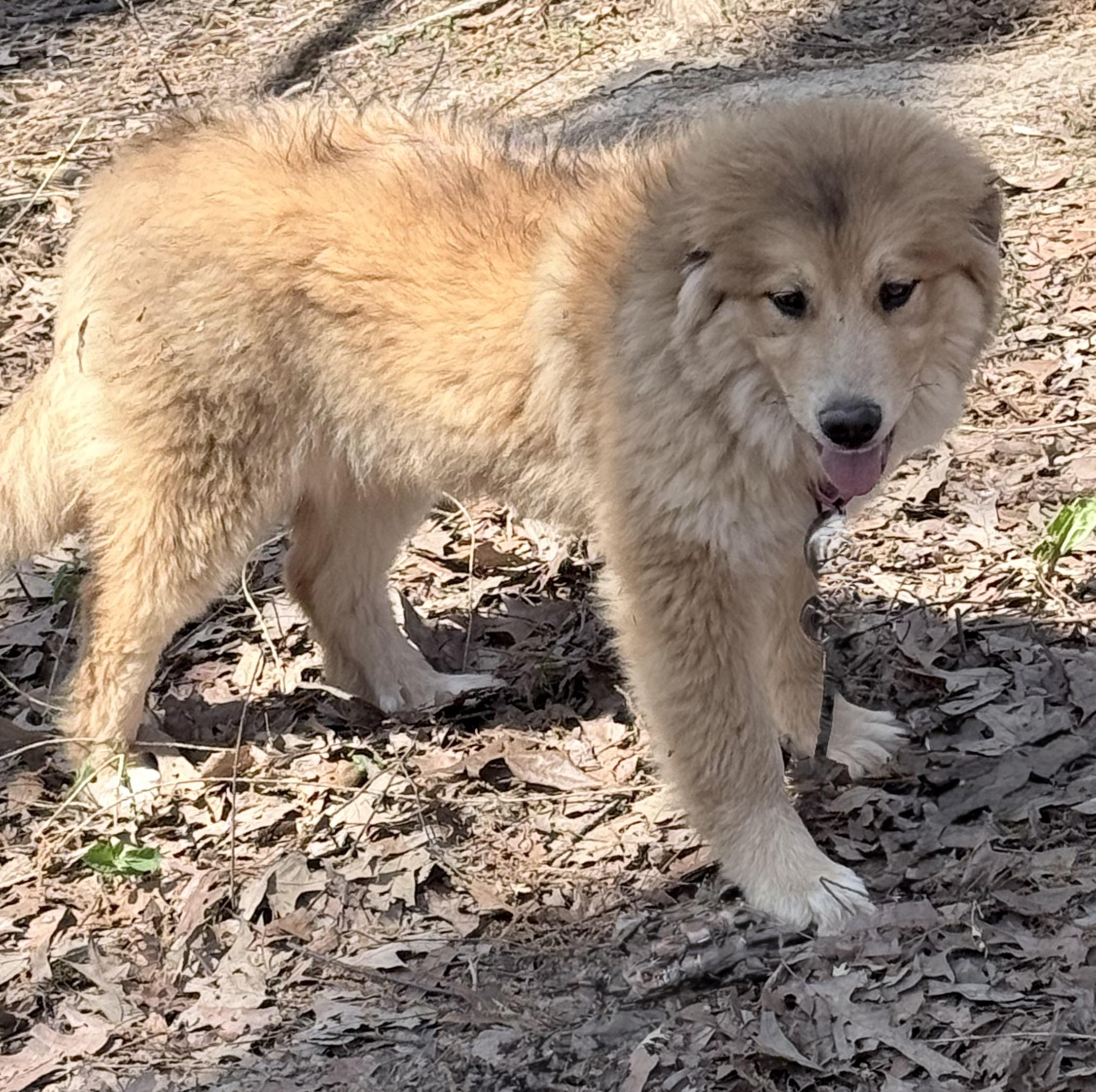 Enlarge Sunflower, an adopted mixed breed in Bedminster, NJ image 4/6