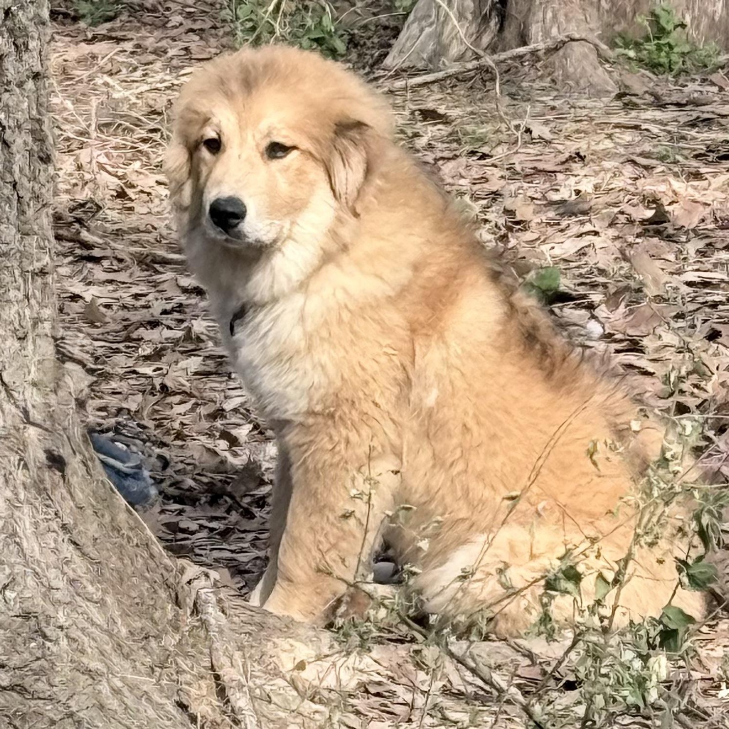 Enlarge Sunflower, an adopted mixed breed in Bedminster, NJ image 2/6