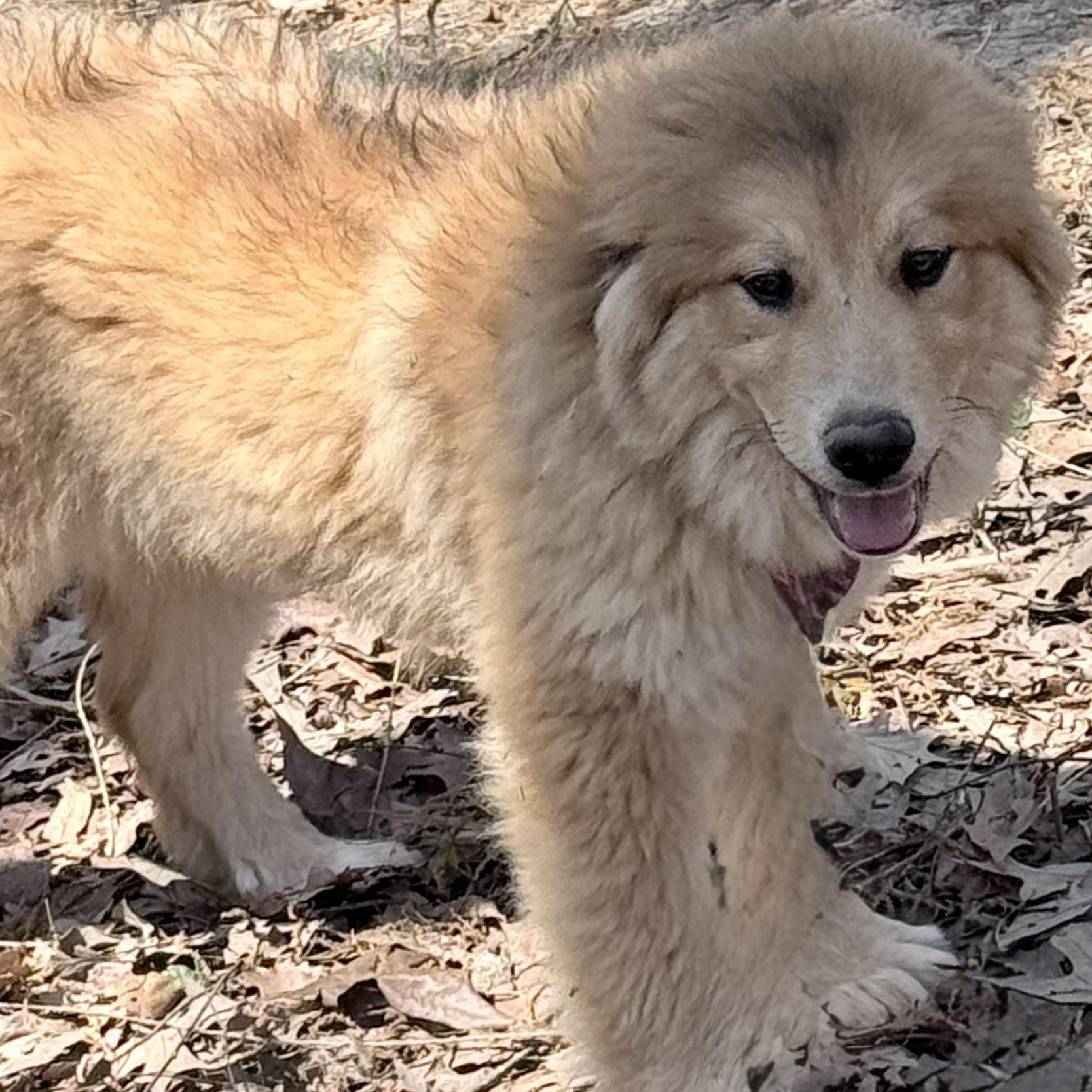 Enlarge Sunflower, an adopted mixed breed in Bedminster, NJ image 3/6