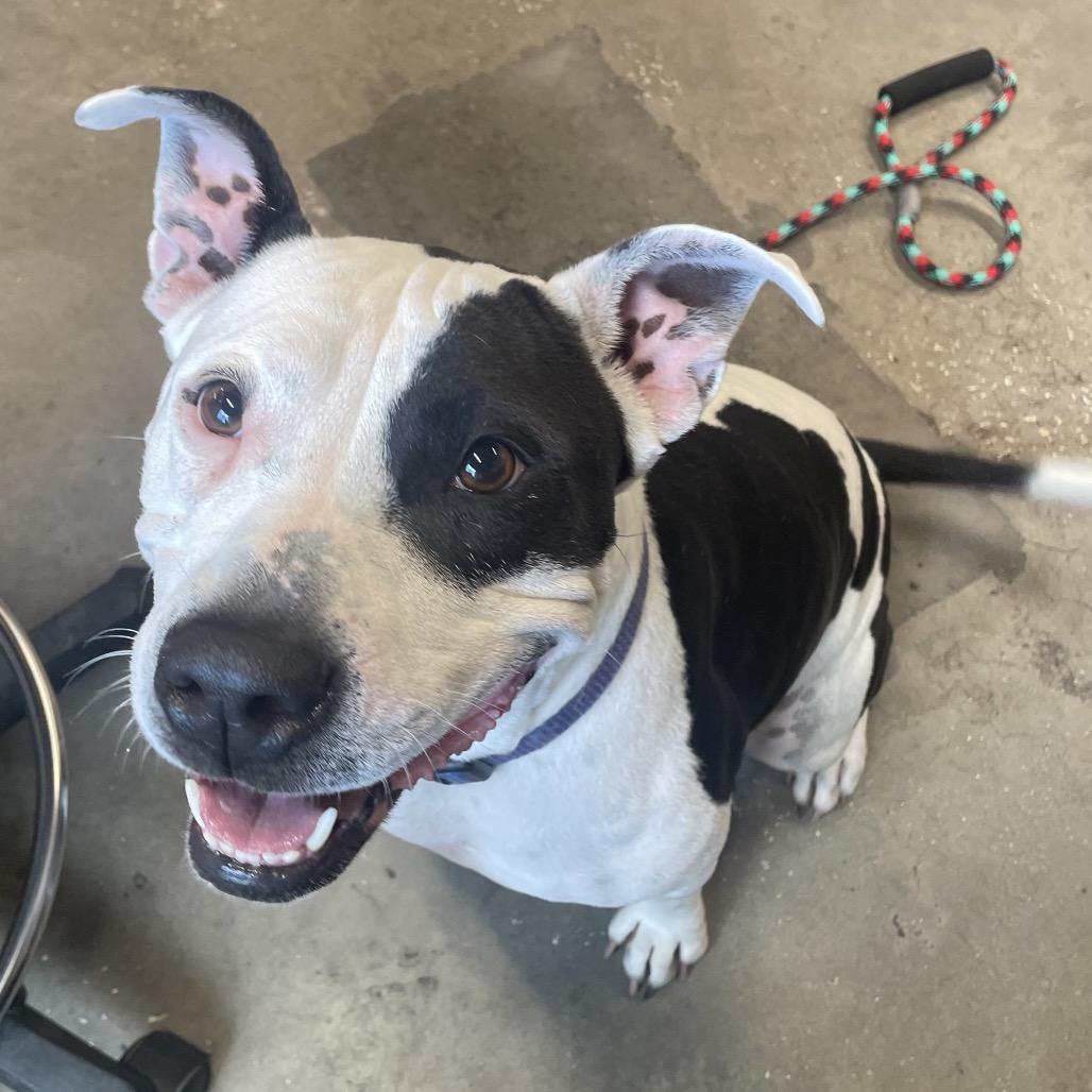 Jessie, Adoptable, Adult Female Terrier & Terrier.