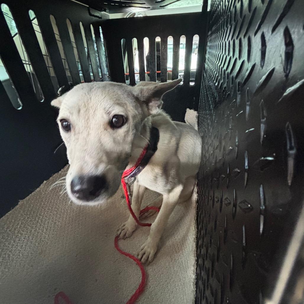 Emily, Adoptable, Adult Female Cattle Dog & Mixed Breed.