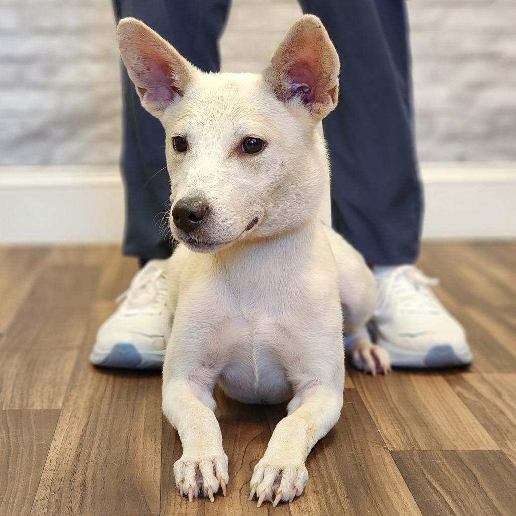Enlarge Emily, a Adoptable mixed breed in Montgomery, AL image 2/2