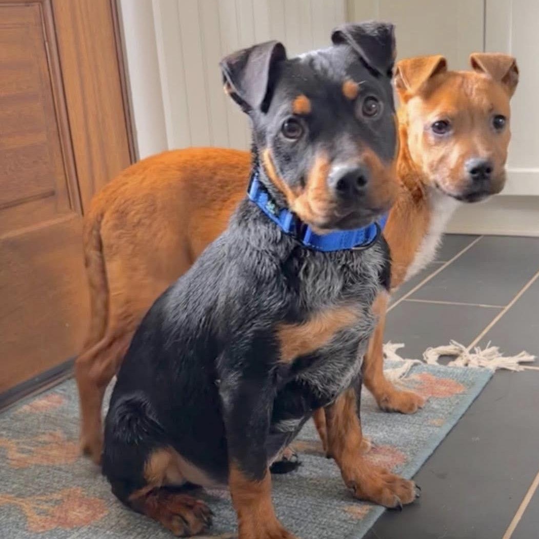 Enlarge Bruce, an adopted mixed breed in Rock Hill, SC image 4/5