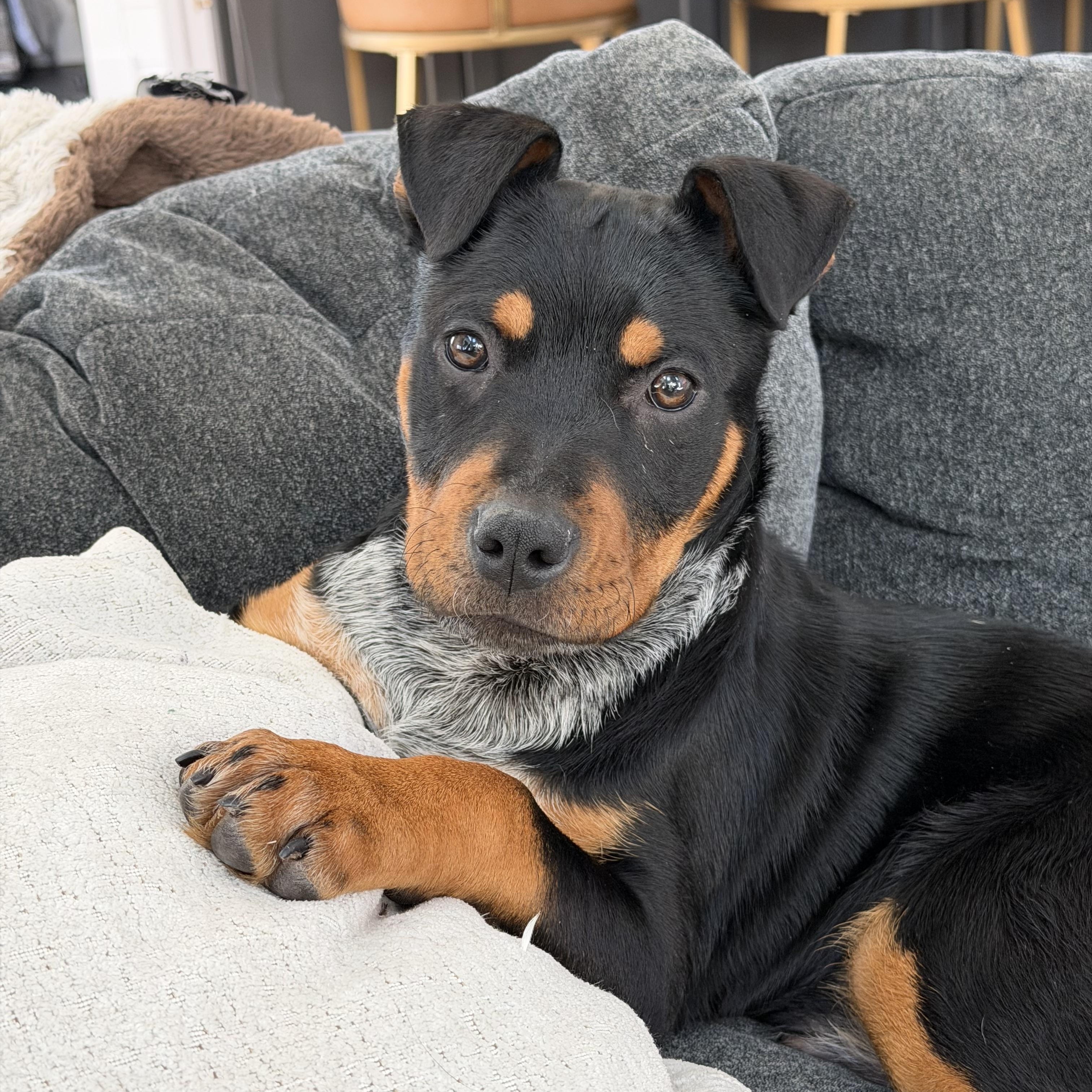 Enlarge Bruce, an adopted mixed breed in Rock Hill, SC image 2/5