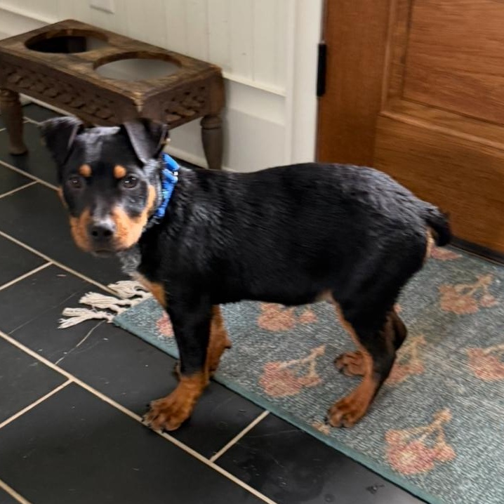 Enlarge Bruce, an adopted mixed breed in Rock Hill, SC image 5/5