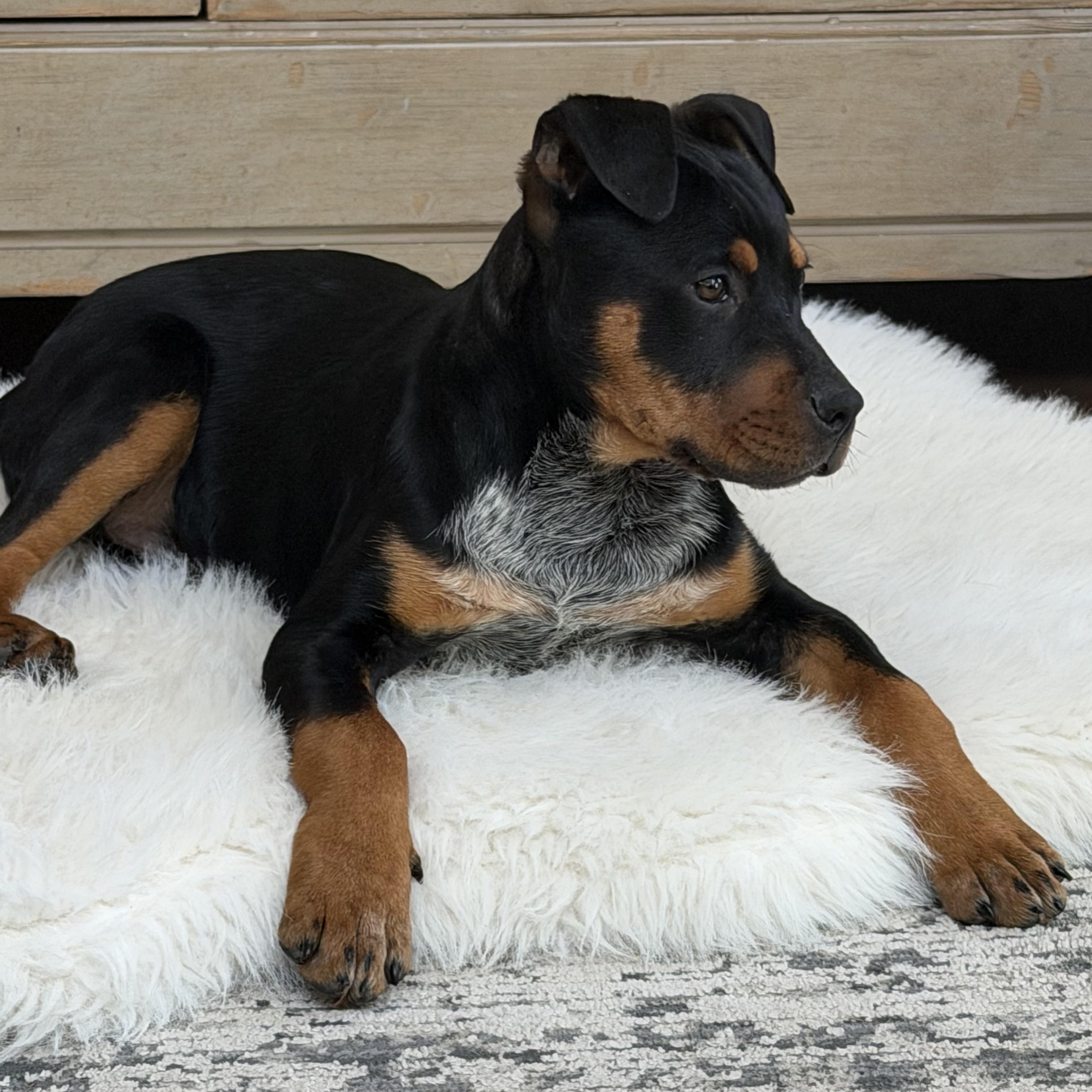 Enlarge Bruce, an adopted mixed breed in Rock Hill, SC image 3/5