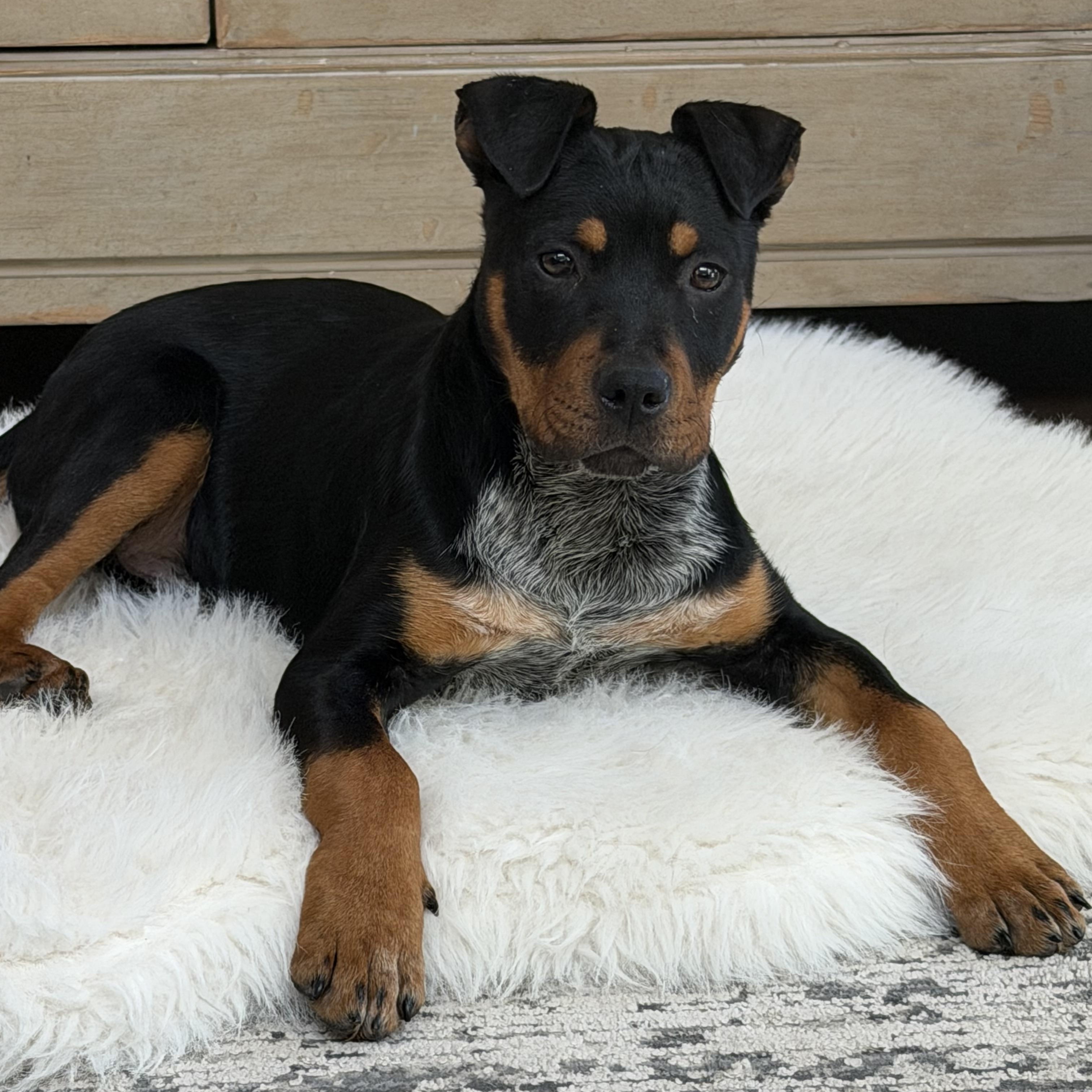 Bruce, adopted, Puppy Male Australian Cattle Dog / Blue Heeler & Rottweiler.