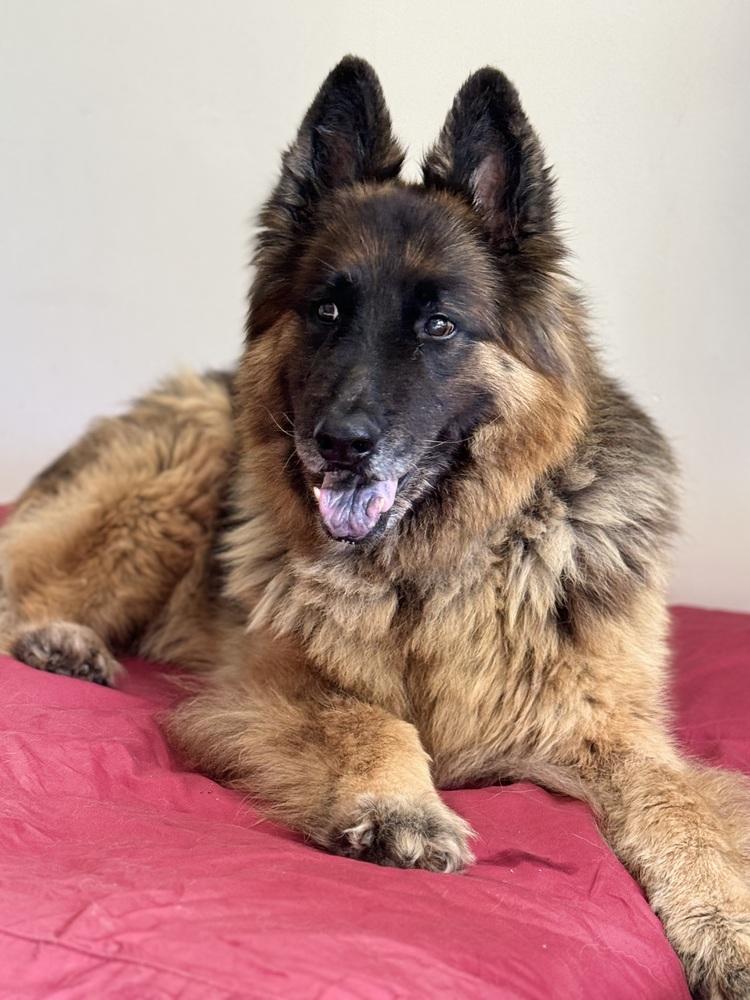 Enlarge Bradley, a Adoptable German Shepherd Dog in Pasadena, CA image 1/6